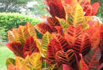 Colourful foliage of croton shrub